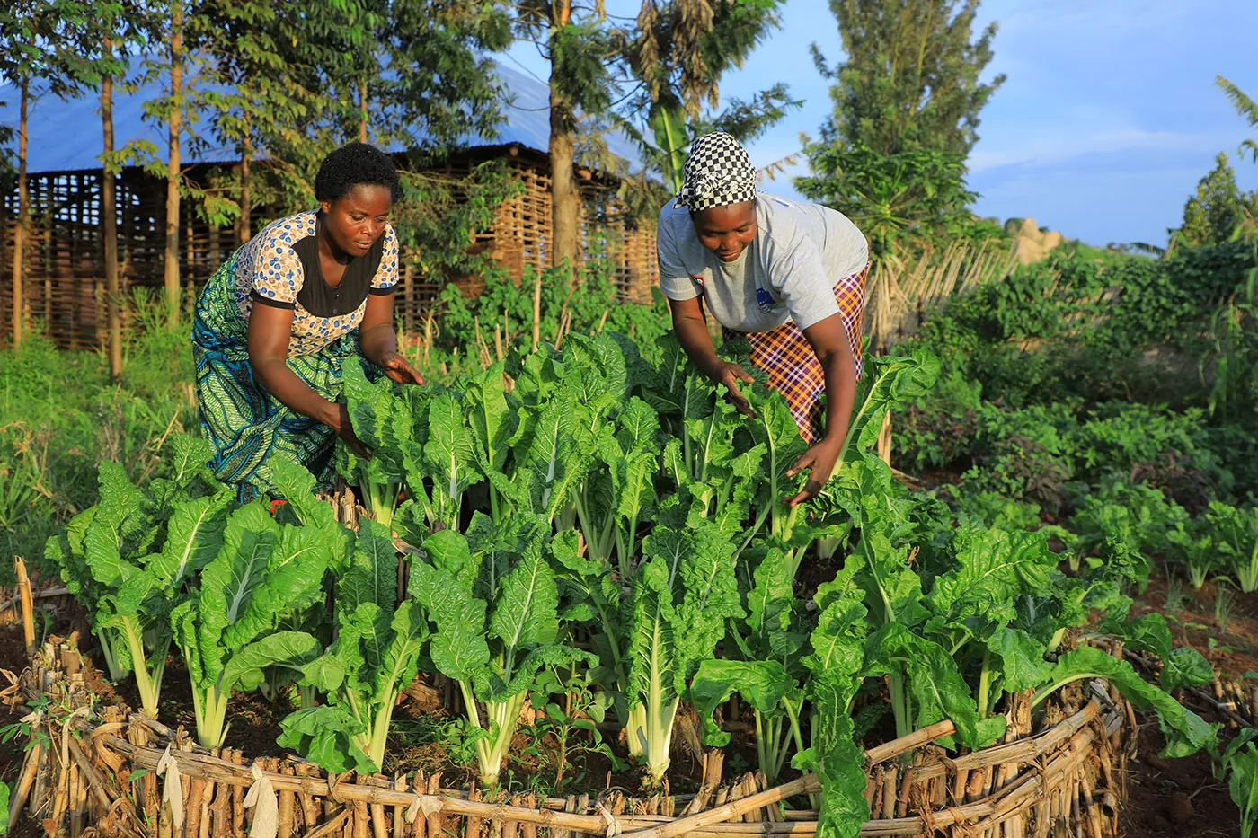 Two women work together in a field on a sunny day.