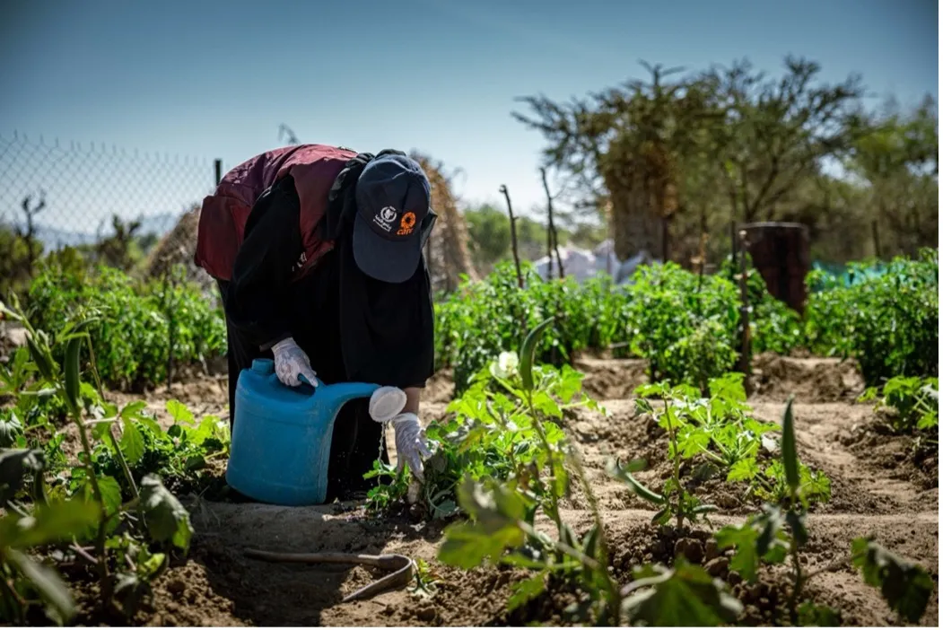 A veiled figure wearing a CARE cap waters plants in a garden in Yemen.