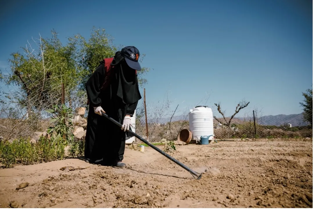A veiled woman cultivates a backyard garden in Yemen.