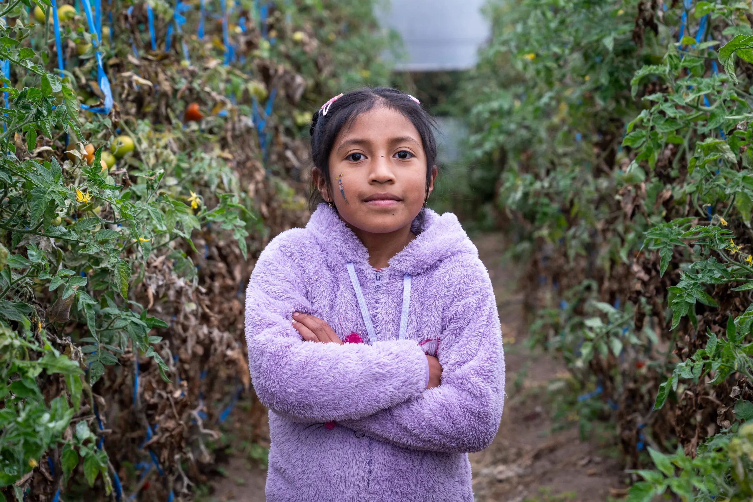 A young girl in a fuzzy purple jacket stands between rows of tomato plants on her family’s organic farm in San Isidro, Ecuador.
